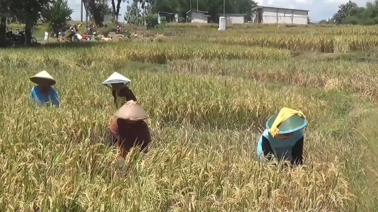 Harga Gabah Kering Panen di Ngawi Tembus Rp 7.100 Per Kilogram