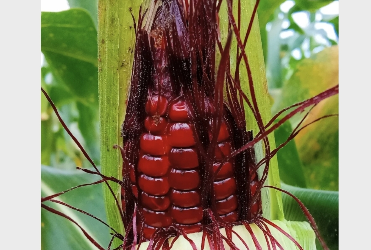 Mahasiswa IPB Teliti “Jagung Manis Ungu”: Varietas Langka yang Bisa Jadi Peluang Besar Nusantara