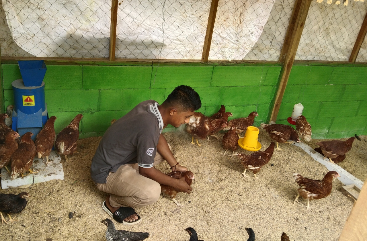 Pemuda Desa Nglobo Blora Fokus Beternak Ayam: Dapat Pemasukan Tambahan