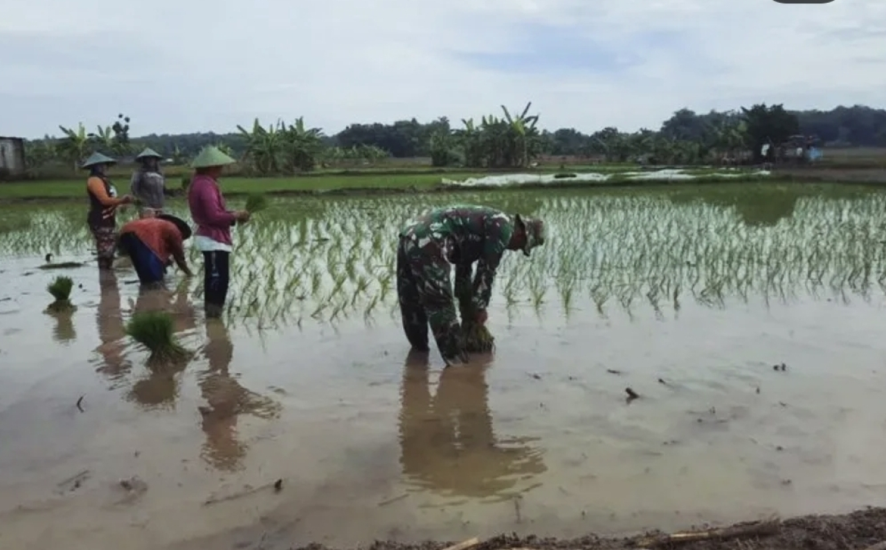 Babinsa Blora di Tengah Sawah Randulawang: Semangat Tumbuh Bersama Bibit Padi