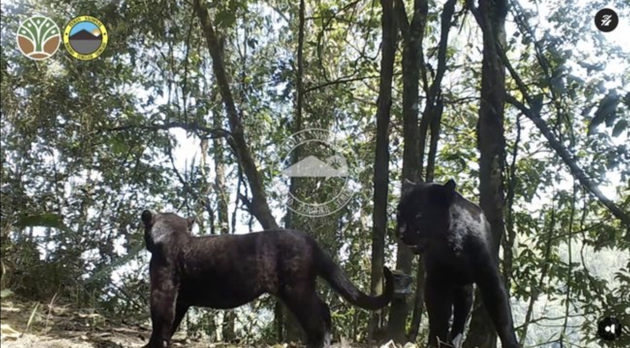 Jarang Terlihat, Macan Tutul Jawa Masih Menghuni Alam Liar Bromo