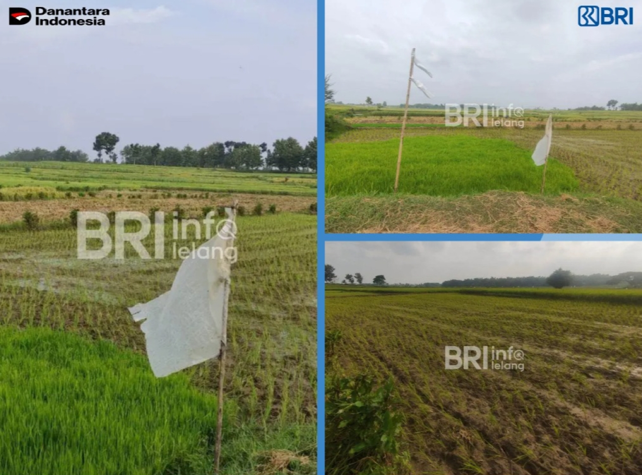 BRI Lelang Tanah Sawah 2.500 Meter Persegi di Desa Sembongin Blora, Harga Limit Rp200 Juta