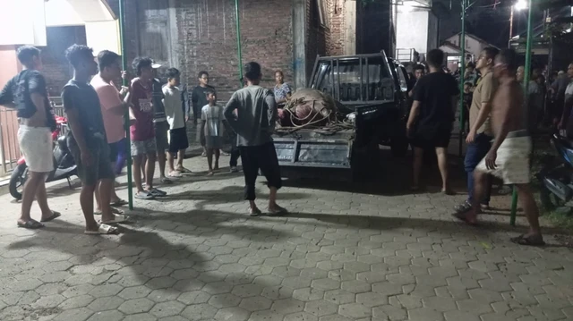Kudus Geger, Kerbau Kurban Lepas lalu Mengamuk di Jalan Raya Berakhir Ditembak Polisi